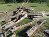 The pile of logs left in my yard