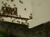 Hive01